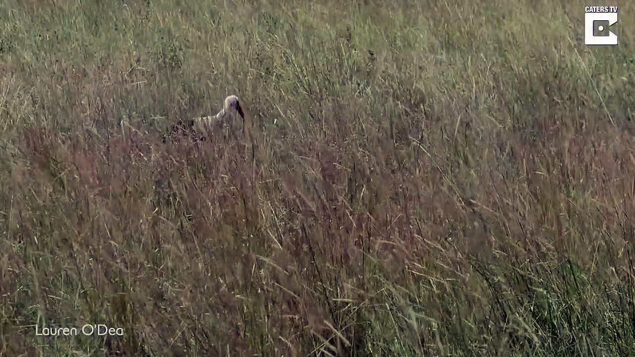 Cet oiseau réussit à échapper à un léopard en chasse... de justesse