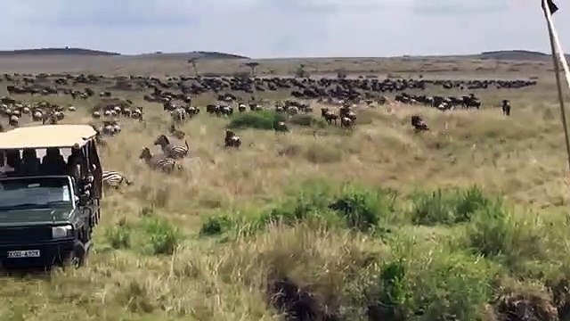 Une maman zèbre réussit à sauver son petit d'une lionne