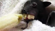 Quoi de plus adorable qu'une chauve-souris qui mange sa banane