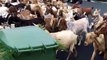 Des centaines de chèvres s'échappent et envahissent les rues d'une ville de Californie