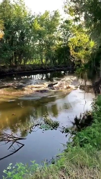 Face à face incroyable entre 2 alligators en Floride