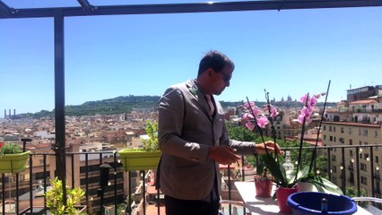 Cinco trucos para que las orquídeas nos vuelvan a florecer