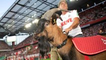 Köln'ün ünlü maskotu keçi Hennes koronavirüs nedeniyle 12 yıl sonra ilk kez maçlara katılamayacak