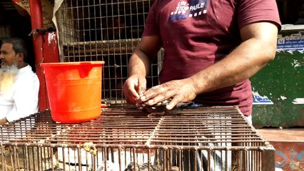 How to feed a pigeon baby via special technic.Street video