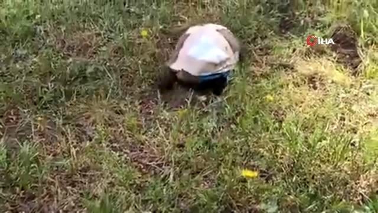 Tedavisi tamamlanan kaplumbağa doğaya salındı