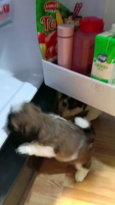 Fluffy Puppies Love Cooling Off on Fridge Shelf