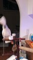 Cockatoo Sings Along with Children's Toy