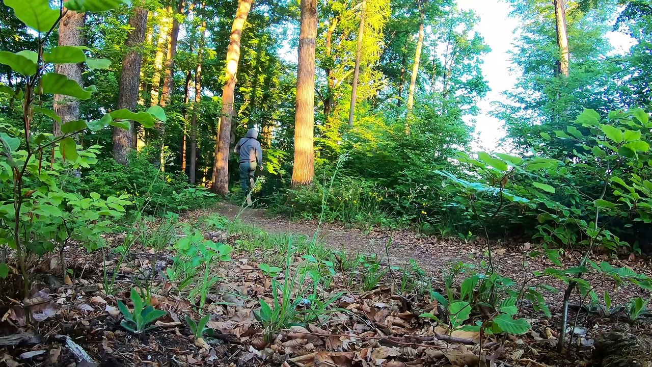 Airwalk Through the Forest