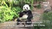 Le Canada va renvoyer deux pandas géants en Chine, par manque de bambou