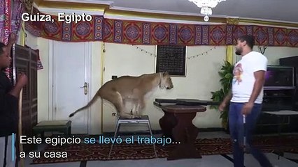 Un espectáculo con leones... desde el salón del hogar
