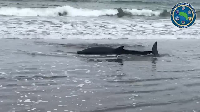 ext-rescate-delfin-encallado-130520