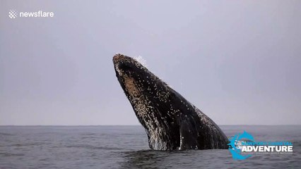 Awe-inspiring moment baby humpback whale breaches off California coast multiple times