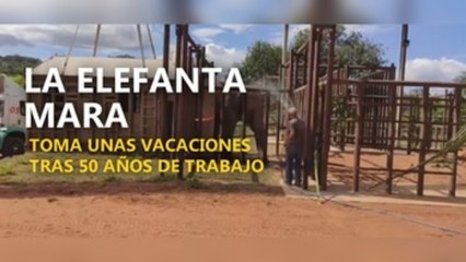 La elefanta Mara toma unas vacaciones tras 50 años de trabajo