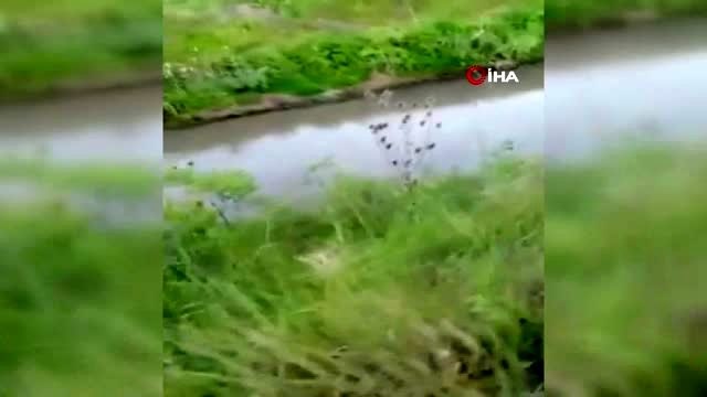 Yerleşim bölgesine inen karaca kameralara yansıdı