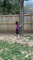 Super Dog Defends House Against Troublesome Squirrel