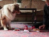 Dog and Owner Play Adorable Game of Looping Louie