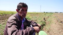 Fermerët: Na mungon uji/ Rrogozhinë, shkak mospastrimi i kanalizimeve të mëdha