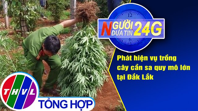 Người đưa tin 24G (6g30 ngày 14/5/2020): Phát hiện vụ trồng cây cần sa quy mô lớn tại Đắk Lắk