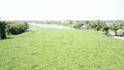 เรื่องนี้มีคำถาม : ปัญหาผักตบชวาในแม่น้ำท่าจีน