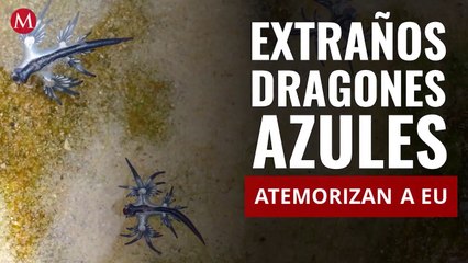 Extraños dragones azules aparecen en la costa de Texas y atemorizan a EU