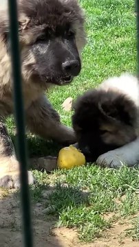 KAFKAS COBAN KOPEGi YAVRULARINA KAHVALTIDA ELMA - CAUCASiAN SHEPHERD DOG PUPPiES EAT APPLE