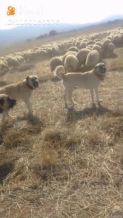 KANGAL ve COBAN KOPEKLERi GOREV SAATi - KANGAL DOG and SHEPHERD DOGS