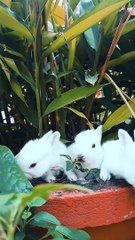 Beautiful Rabbits take rest on the flower tub