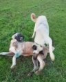 KANGAL KOPEKLERi BAHCEDE OYUNDA - KANGAL DOGS PLAY at GARDEN