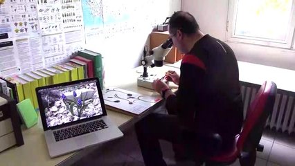 Bayburt'ta yeni sümbül türü keşfedildi