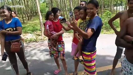 Huge king cobra caught among homes in southern Thailand