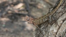 Female Garden Lizard | Download Royalty Free HD Stock Video Footage | Beautiful Sri Lanka | #18