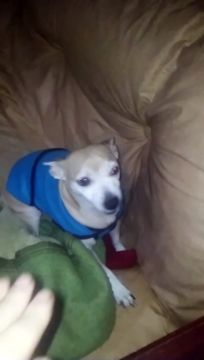 rocky bostero renegando por macri y river