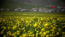 HAKKARİ Yüksekova'da dağda kar, ovada sarı çiçekler