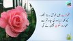 Best Collection of Islamic Urdu Quotes for Success in Life | Motivational Quotes in Urdu - Life Changing Quotes | Al islamic point