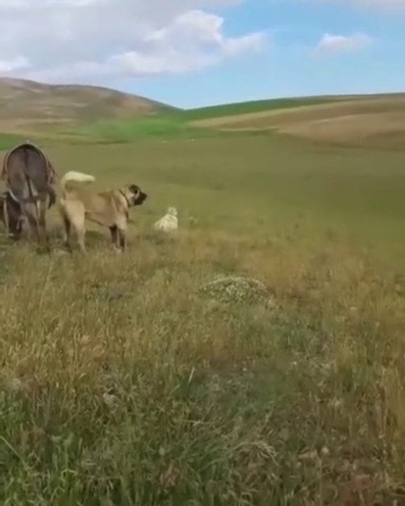 DEV COBAN KOPEGi ve ESSEK - GiANT ANATOLiAN SHEPHERD DOG and MONKEY