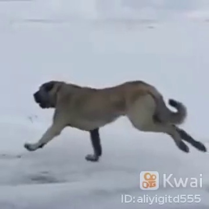 COBAN KOPEGi UZUN MARATON KOSUSUNDA - ANATOLiAN SHEPHERD DOG MARATON EXERCiSE