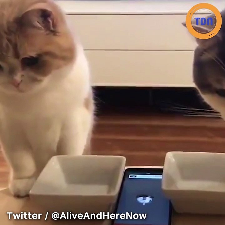 Ces chats doivent appuyer sur une sonnette pour avoir des croquettes !