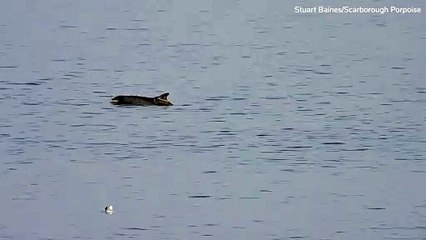 Dolphins off Scarborough