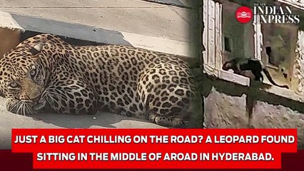 Hyderabad- Leopard found resting on underpass road at Mailardevpally | Kruger Sightings.