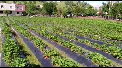Tarlada 5 lira olan çilek marketlerde 15 liradan satılıyor