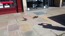 Ducks take a stroll down quiet George Street in Edinburgh