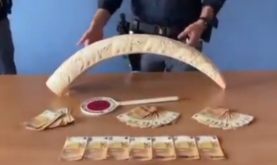Torino - Banconote false e zanna di elefante a casa: arrestato (14.05.20)