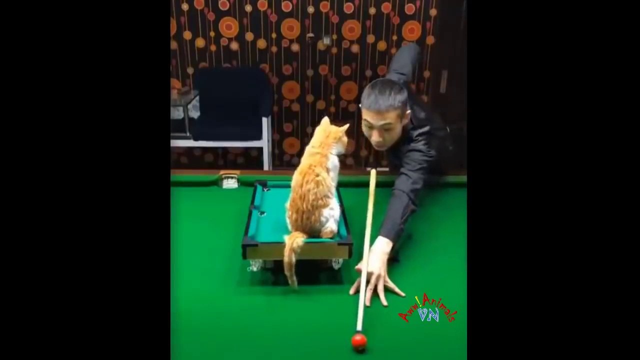 Baby Cats  Funny & Cute Cats Videos Compilation | Funny Cats Videos