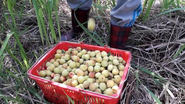 3月梅子，熬梅精煮果醬，還有柴火用。In March, plums were picked to make plum juice concentrate and jam.