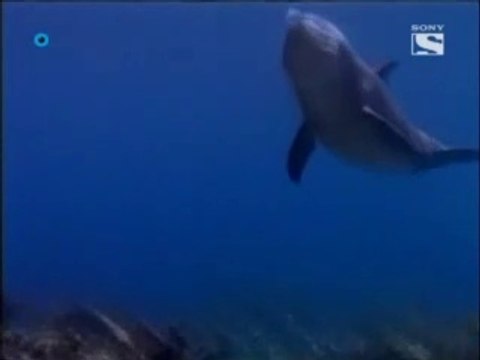 Las nuevas aventuras de Flipper Capitulo 2 La Busqueda del Tesoro