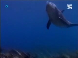 Las nuevas aventuras de Flipper Capitulo 2 La Busqueda del Tesoro