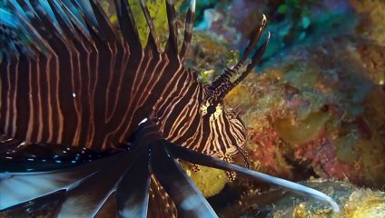 Blue Realm Toxic Invaders Trailer