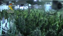 Diez detenidos tras hallar una plantación con 4.200 plantas de marihuana