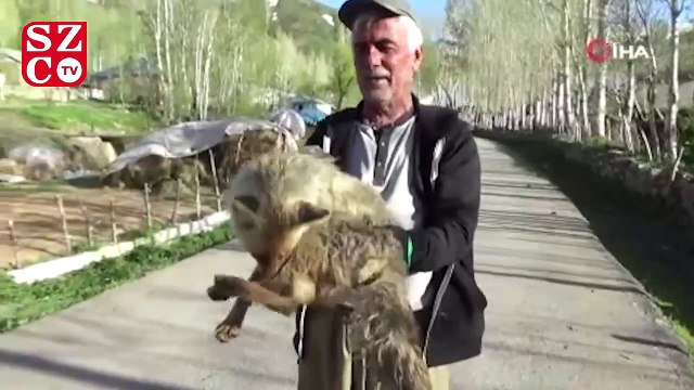 Arıların soktuğu tilkiyi muhtar korumaya aldı