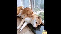 CUTE and FUNNY Cats Sleeping Weird Places(360p)